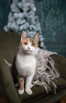 cute-little-cat-under-christmas-tree-2023-11-27-05-33-30-utc